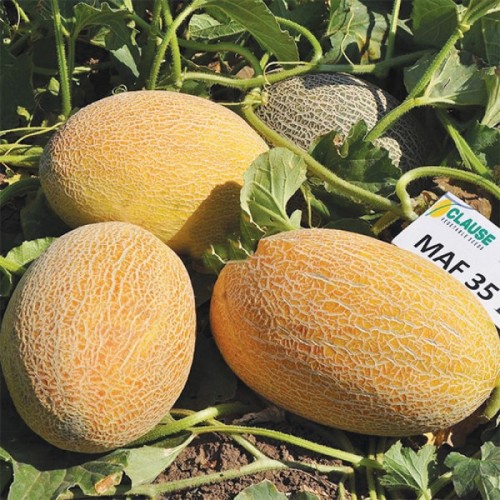 Дыня Мазин F1(6 шт.)