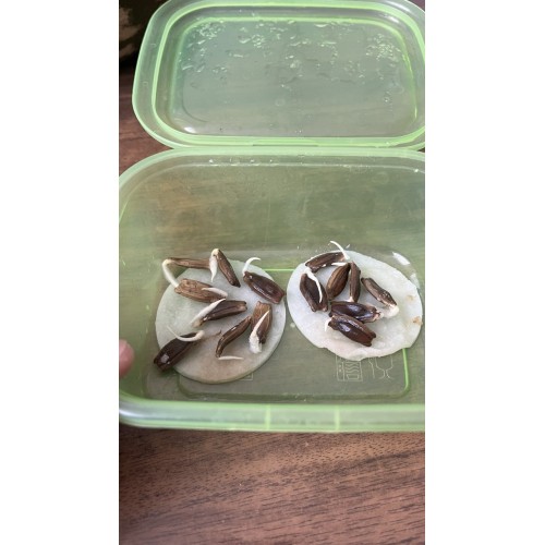 Лагенария Гусь В Яблоках(6 шт.)